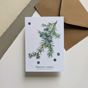 Genévrier commun - Carte et enveloppe